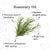 alps-goodness-rosemary-wrinkle-reducer-facial-kit-36-g-2